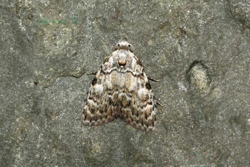 Réf. 185 481 : Meganola strigula
